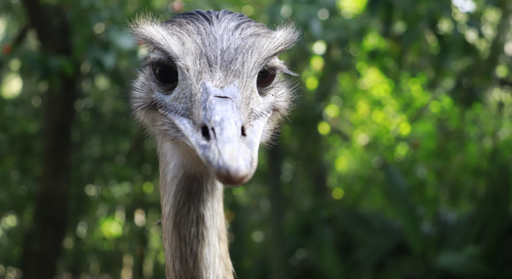 Observação de aves no Parque Nacional das Emas
