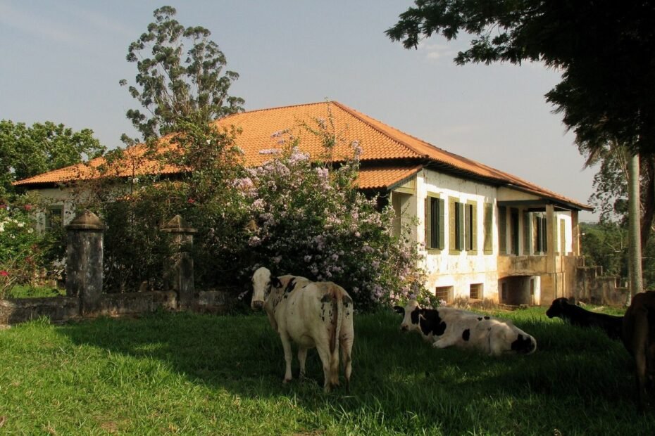 Casarão histórico da Fazenda Boa Vista cercado de flores, com vacas descansando no gramado, em Mococa (SP)