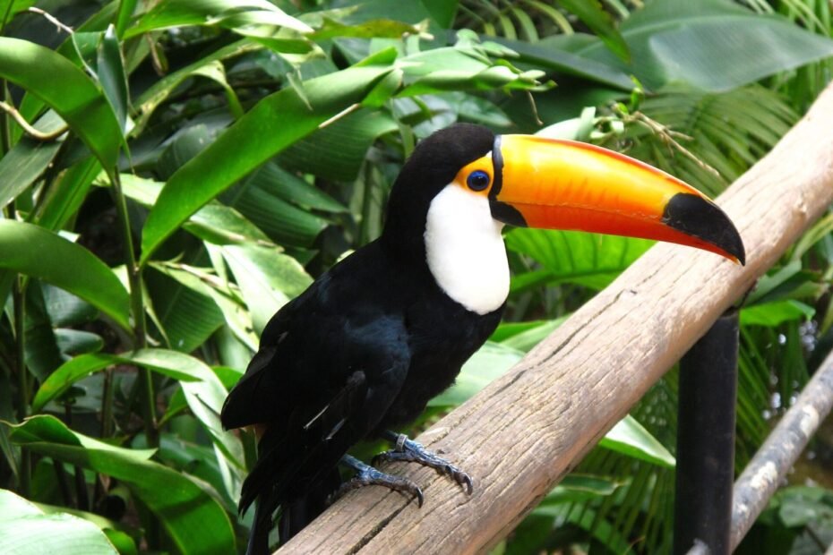 Tucano-toco pousado em corrimão de madeira entre folhagens no Parque das Aves, em Foz do Iguaçu (PR)