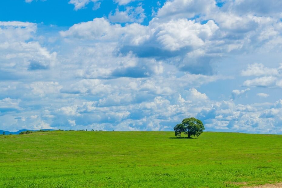 Campo verde com árvore solitária sob céu azul com nuvens na zona rural de Cocalzinho de Goiás (GO)