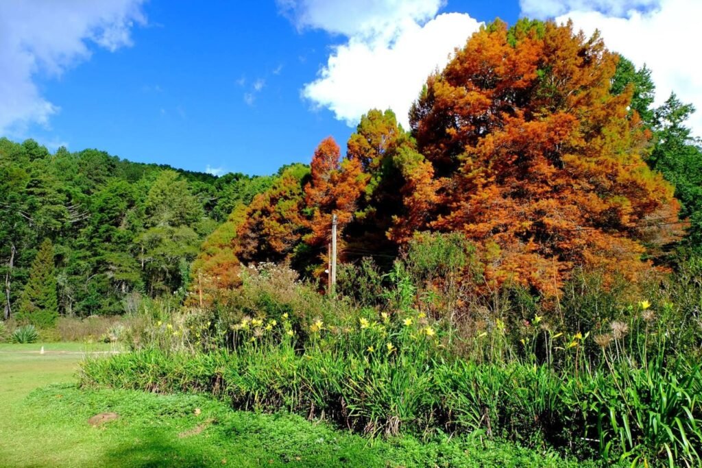 Árvores com folhagem alaranjada, mata e flores amarelas sob céu azul no Horto Florestal de Campos do Jordão