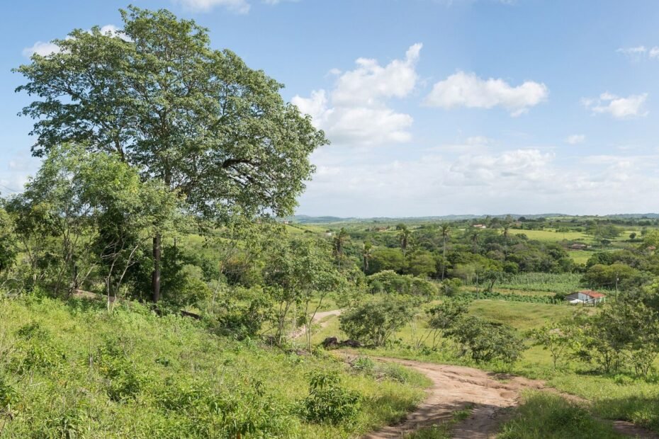 Paisagem rural do Agreste pernambucano com árvores, campos verdes e estrada de terra em João Alfredo (PE)